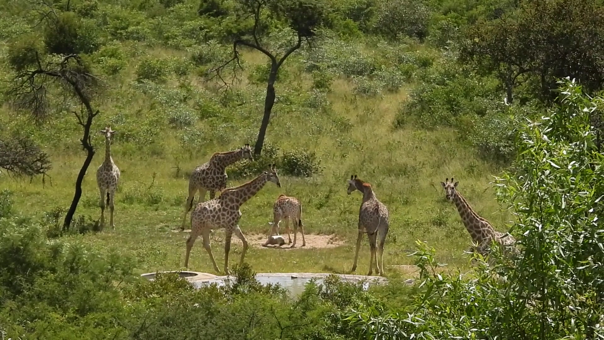 Khami Lodge giraffes at the waterhole